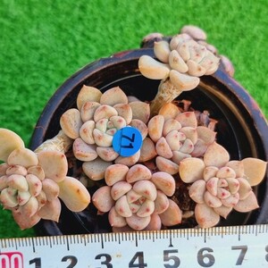 0220-B071 ティンカーベル エケベリア 多肉植物 韓国苗