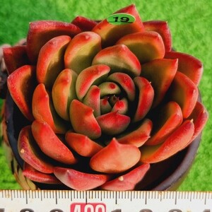 0224-G719 Rose エケベリア 多肉植物 韓国苗