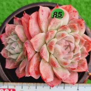 0224-G785 ピンクブラボー エケベリア 多肉植物 韓国苗