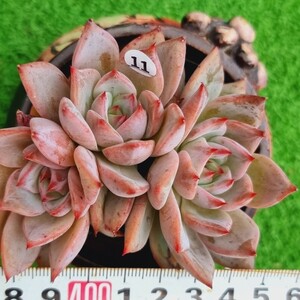 0203-W411 Red Dragon エケベリア 多肉植物 韓国苗