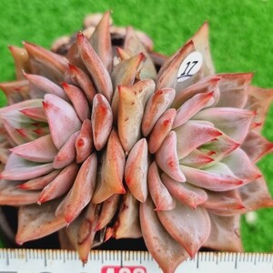 0203-W417 Red Dragon エケベリア 多肉植物 韓国苗