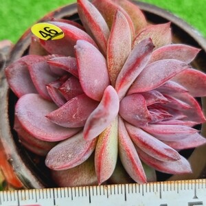 0203-Y546 オデット エケベリア 多肉植物 韓国苗