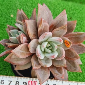 0208-O228 シャンペーン エケベリア 多肉植物 韓国苗