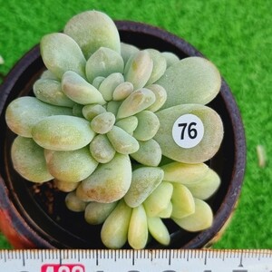 0208-W376 バブルバム(錦) エケベリア 多肉植物 韓国苗