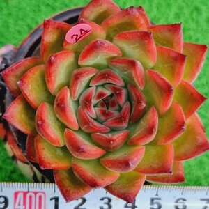 0209-P524 Fire Pillar エケベリア 多肉植物 韓国苗