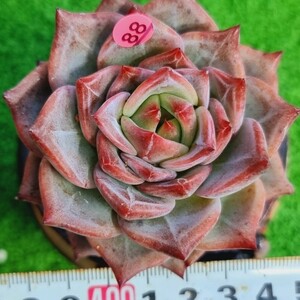 0209-P588 Red Dragon エケベリア 多肉植物 韓国苗