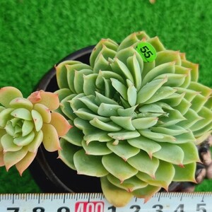 0211-YG755 ペンジ エケベリア 多肉植物 韓国苗