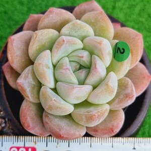 0213-G102 ファントムオフピンク エケベリア 多肉植物 韓国苗