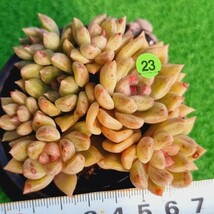 0215-YG323 アルゼ エケベリア 多肉植物 韓国苗_画像1