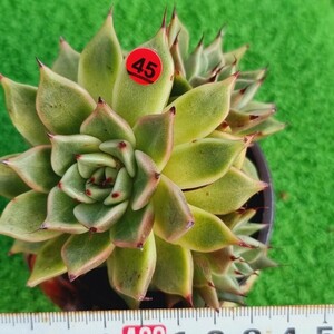 0216-R545 Kara エケベリア 多肉植物 韓国苗