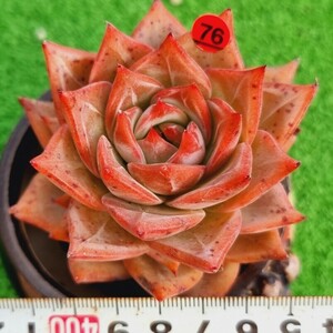 0216-R576 Red Dragon エケベリア 多肉植物 韓国苗