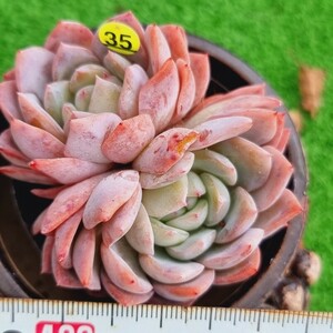 0217-Y735 SP エケベリア 多肉植物 韓国苗