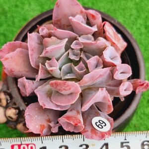 0217-W669 トランペットピンキ エケベリア 多肉植物 韓国苗