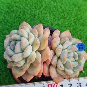 0220-B010 ファントムオフピンク エケベリア 多肉植物 韓国苗