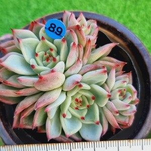 0220-B089 コルテス エケベリア 多肉植物 韓国苗