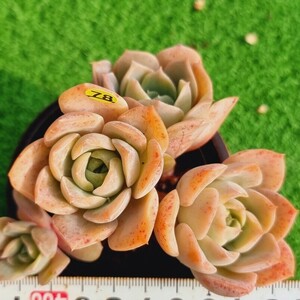 0223-Y578 オレンジアップル エケベリア 多肉植物 韓国苗