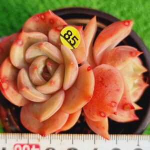 0223-Y585 ロゼッタ エケベリア 多肉植物 韓国苗