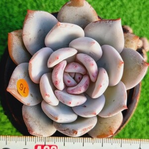 0224-O616 象牙スペシャル エケベリア 多肉植物 韓国苗