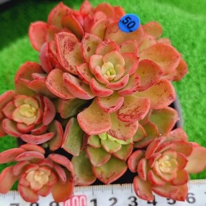 0227-B050 レッドノーブル エケベリア 多肉植物 韓国苗