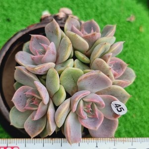 0203-W445 White Soul エケベリア 多肉植物 韓国苗