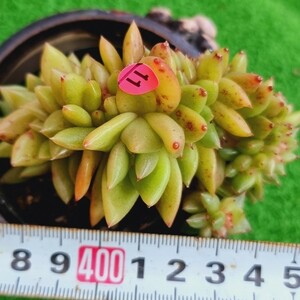 0209-P511 育種マリア綴化 エケベリア 多肉植物 韓国苗