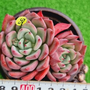 0217-Y756 アップルパイ エケベリア 多肉植物 韓国苗