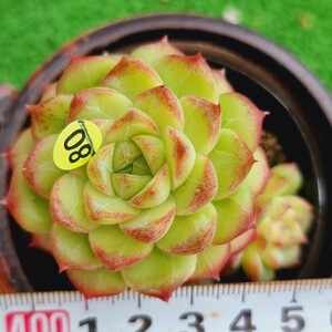 0203-Y580 メロナ エケベリア 多肉植物 韓国苗