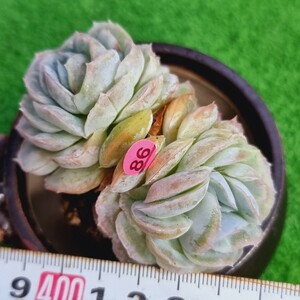 0209-P586 メキシコスノー エケベリア 多肉植物 韓国苗