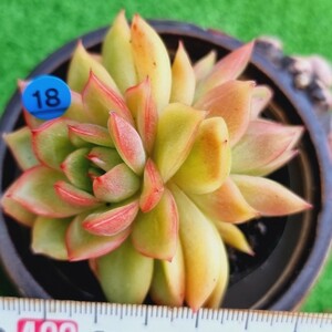 0206-B018 黄色いリンゴ エケベリア 多肉植物 韓国苗