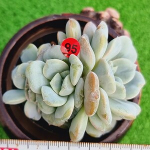 0216-R595 Millkiss エケベリア 多肉植物 韓国苗