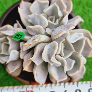 0224-G781 福袋 エケベリア 多肉植物 韓国苗