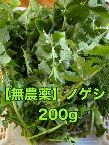 リクガメのゴハンに！【無農薬】ノゲシ　200g