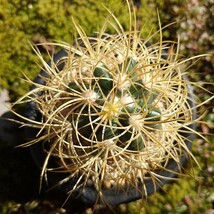 ジョンストン玉 実生接ぎ サボテン 多肉植物_画像6