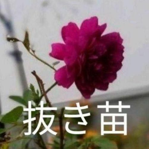 ピンクのつるバラ ミニ薔薇 抜き苗1本　無農薬