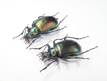 /Vl** モル島産 Calosoma oceanicum klynestrai ♂25.7mm♀28.5mm_画像2