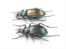 /Vl** モル島産 Calosoma oceanicum klynestrai ♂25.7mm♀28.5mm_画像5