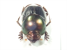 /Vl** ツートンカラー！ カリマンタン島産 Dung Beetle 11.1mm_画像6