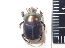 /Vl** ツートンカラー！ カリマンタン島産 Dung Beetle 11.1mm_画像10