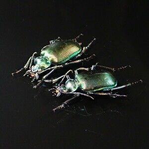 /Vl** モル島産 Calosoma oceanicum klynestrai ♂25.7mm♀28.5mm