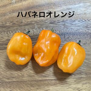 No.9 ハバネロオレンジ　種子