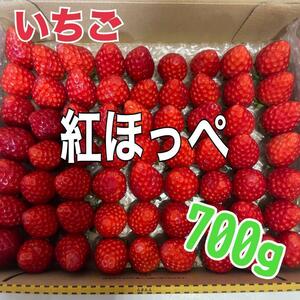 iz40いちご　苺　紅ほっぺ　箱込700g 旬のフルーツ