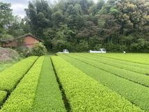 あさぎり芽茶100g3袋　茶農家直売　無農薬・無化学肥料栽培　シングルオリジン　カテキンパワー　免疫力アップ_画像5