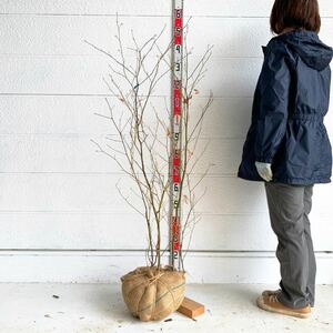 売り尽くし価格　クロモジ　約140cm 【黒文字　くろもじ　シロモジ　苗木】128807