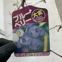 ブルーベリー　ビッグバルドウィン　約:100cm【庭木 シンボルツリー 植木 果樹　苗木　ラビットアイ系　エイボンブルー】528252_画像2