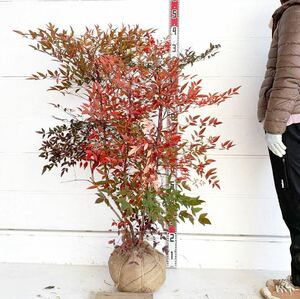 実付き　赤南天　アカナンテン　約130cm （株立ち/根巻/植木/シンボルツリー/苗木/常用樹/庭木/赤い実）001594