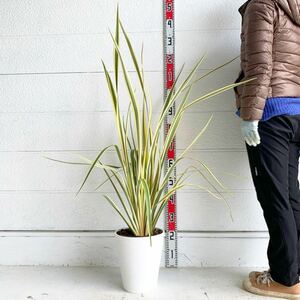 斑入り ニューサイラン　バリエガータ　約110cm 【New zealand flax/シンボルツリー/観葉植物/観葉/ドラセナ】417095