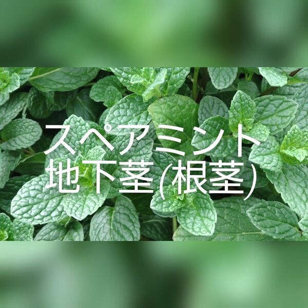 スペアミント 地下茎 根茎