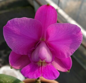 C.walkeriana sib の丸葉株