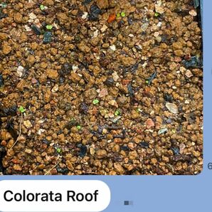 エケベリア Colorata Roof コロラータルーフの種子　20粒