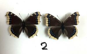 蝶標本　キベリタテハ2頭　群馬県